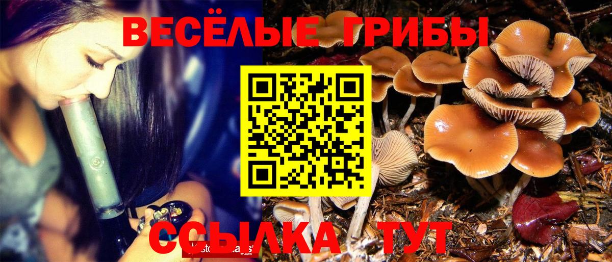 Галлюциногенные грибы Psilocybe Ижевск